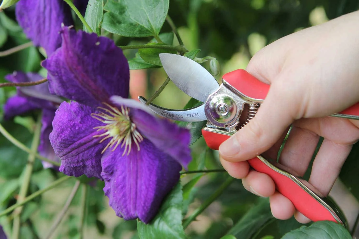 Darlac Mini Bypass Pruner Darlac Mini Bypass Pruner -Garden Supply Store 39238 12081