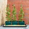Smart Garden Tomato Gro-Box Triple Pack 2 Smart Garden Tomato Gro-Box Triple Pack -Garden Supply Store 44598 5923