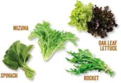 Unwins Homegrown Salad Kitchen Garden 4 Unwins Homegrown Salad Kitchen Garden -Garden Supply Store 48801 36939