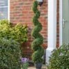 Smart Garden Topiary Twirl 150cm -Garden Supply Store 50756 31790