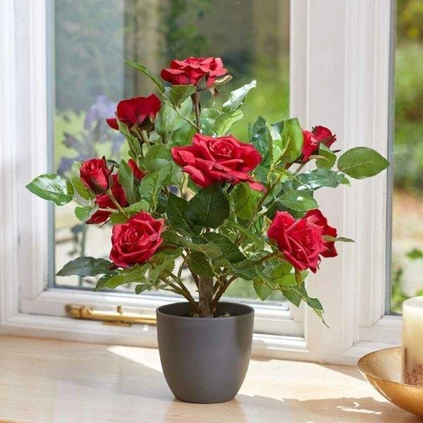 Smart Garden 40cm Regent's Roses - Ruby Red Smart Garden 40cm Regent's Roses - Ruby Red -Garden Supply Store 50757 31791
