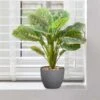 Smart Garden Prayer Plant 35cm -Garden Supply Store 50761 31801