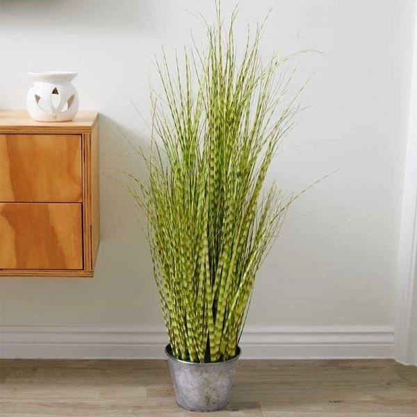 Smart Garden Zebra Grass 90cm Smart Garden Zebra Grass 90cm -Garden Supply Store 50762 31803