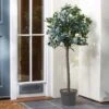 Smart Garden Olive Tree -Garden Supply Store 50766 31781