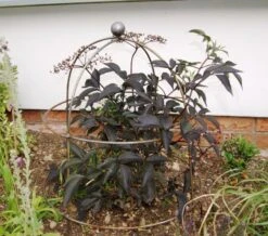 Poppy Forge Bell Cloche - Pack Of 2 -Garden Supply Store 55876 40910